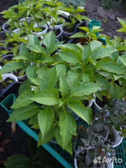 Перец горький