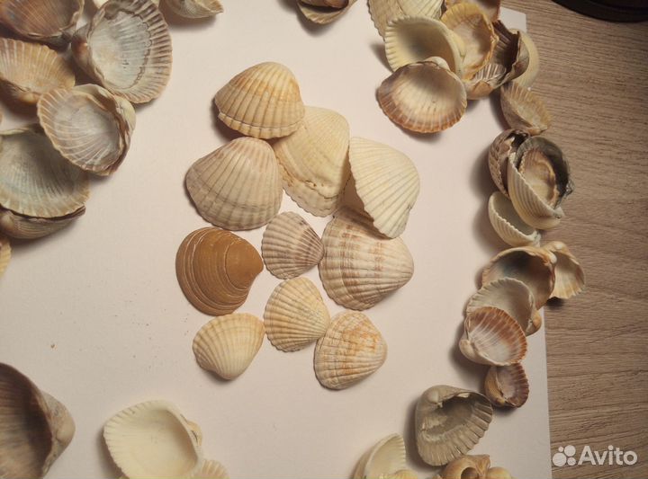 Морские ракушки