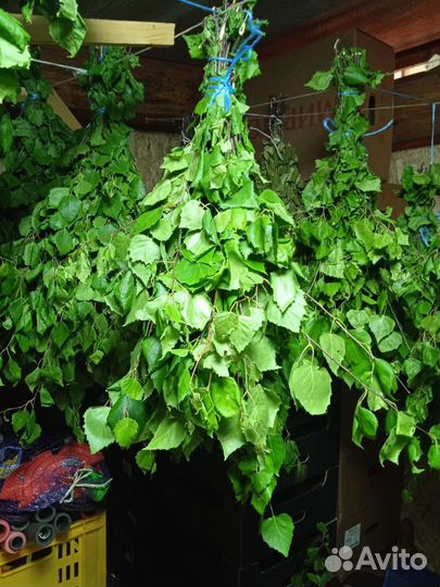 Березовые веники