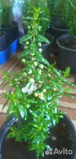 Миртовое дерево