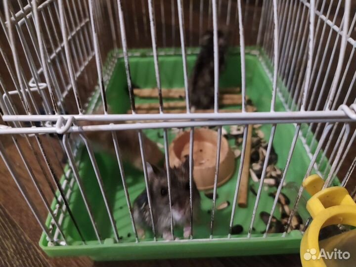 Джунгарский хомяк