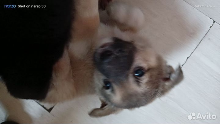 Малыш кобелек