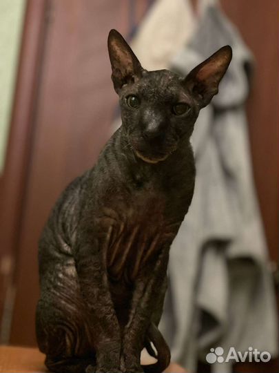 Корниш-рекс