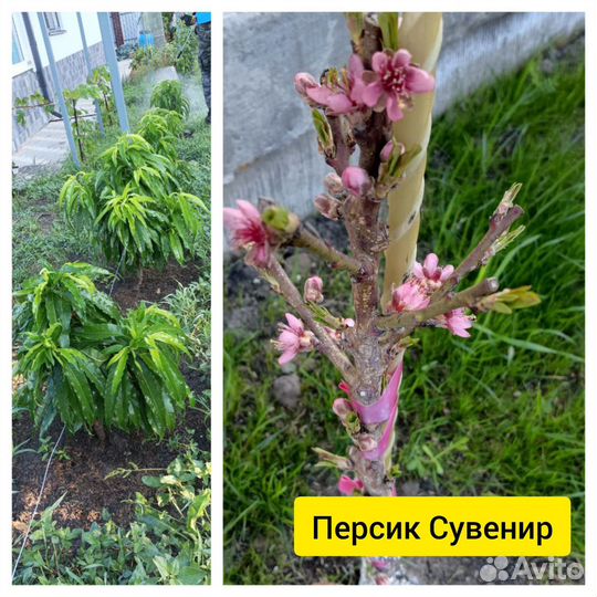 Саженец колоновидного персика в зкс с доставкой