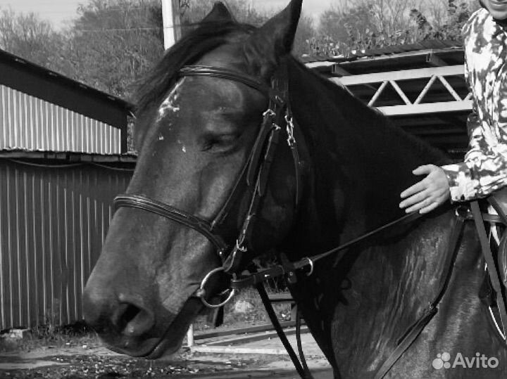 Уздечка,трензеля