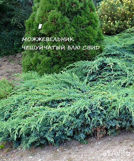 Можжевельник Горизонтальный (распростертый)