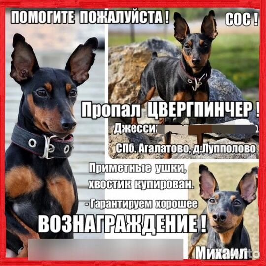 Потерялась собака