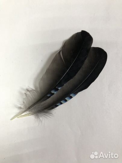 Перья сойки