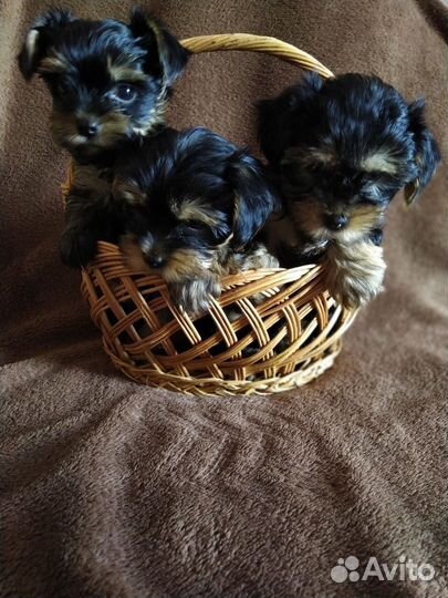 Йоркширский терьер щенки