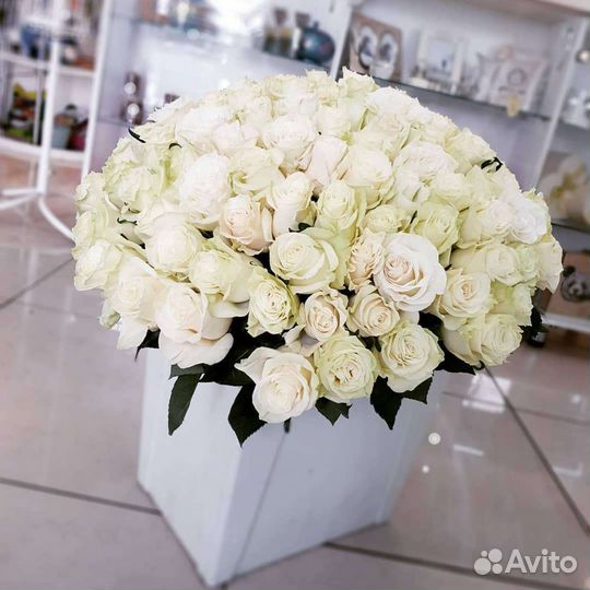Белые розы Эквадорские высокие 60 см