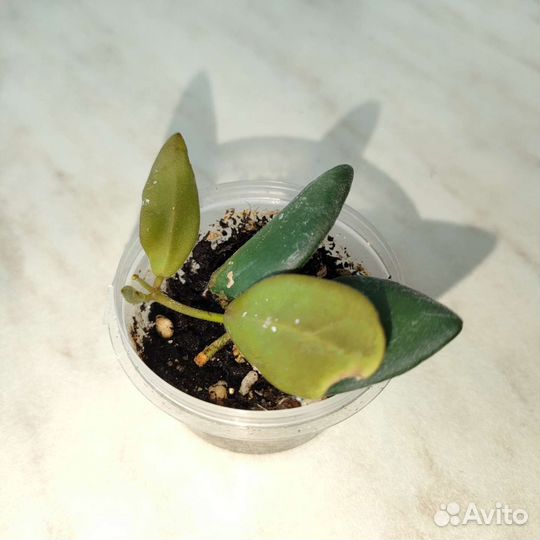 Хойя билобата