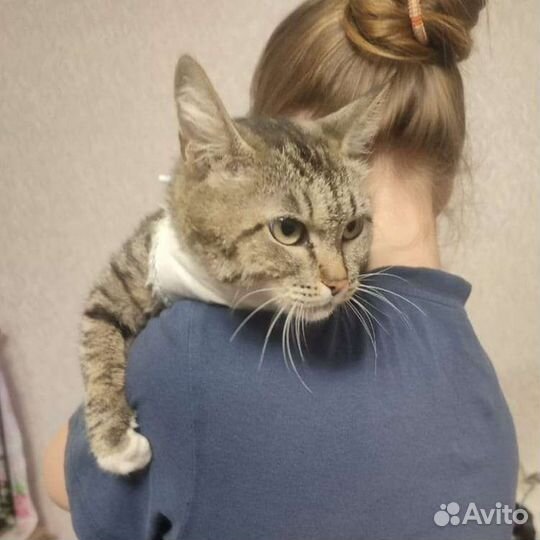 Кошечка Люся