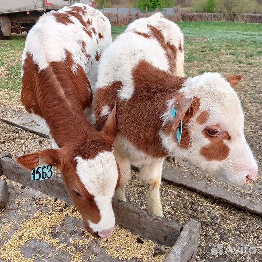 Телята бычки на откорм