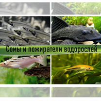 Аквариумные рыбки сомы в ассортименте магазина, Москва