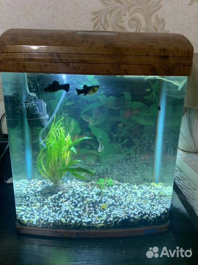 Аквариум