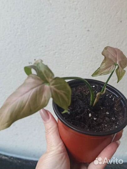 Сингониум Регина ред