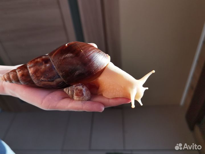 Улитки ахатина фулика альбино