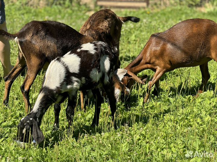 Нубийские козы