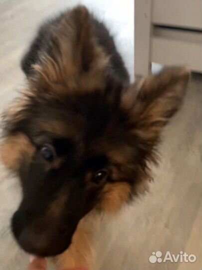 Передержка собак в домашних условиях