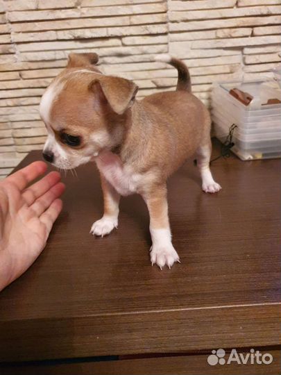 Щенки чихуахуа мини