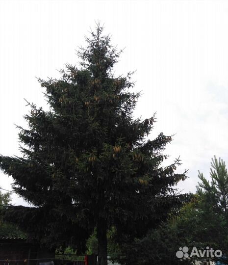 Ель живая большая
