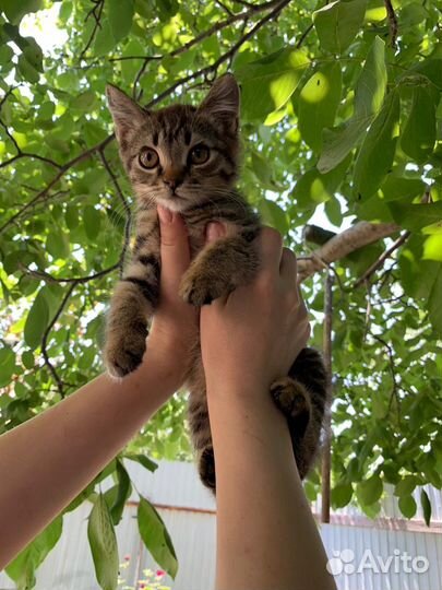 Отдам котенка в добрые руки