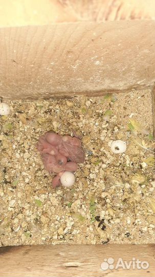 Волнистые попугайчики от заводчика