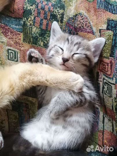 Кошечки в добрые руки