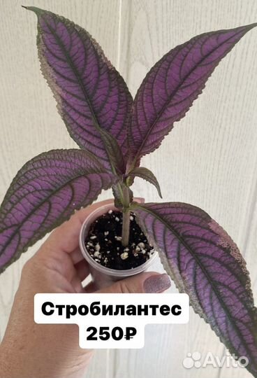 Стробилантес