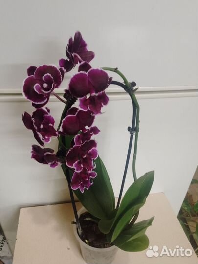 Орхидея