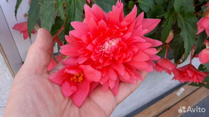 Бегония Belleconia rose