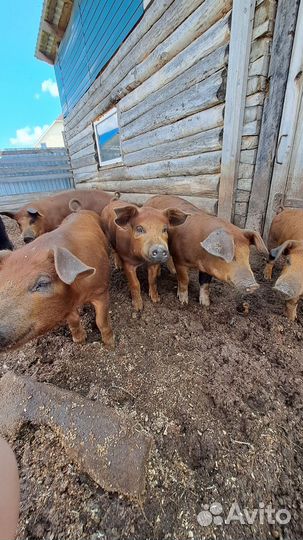 Поросята дюрок