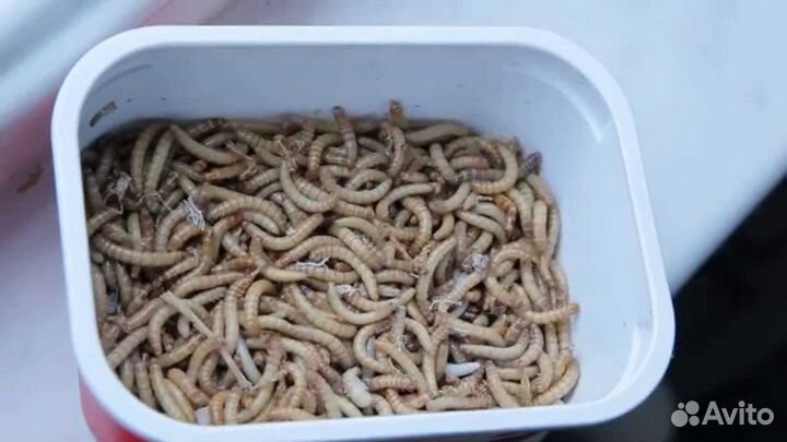 Мучной червь (Tenebrio molitor)