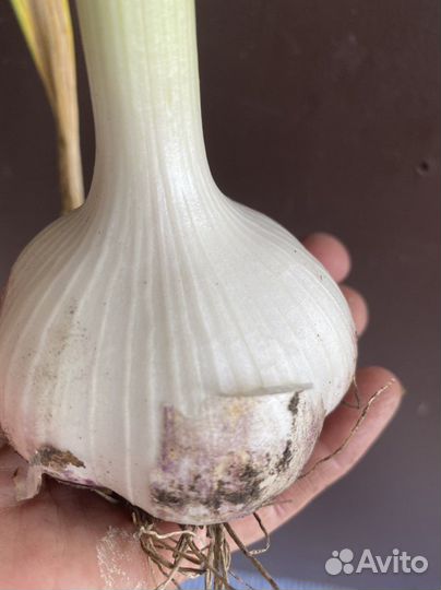 Чеснок семейный,Богатырь,Кавалер и др