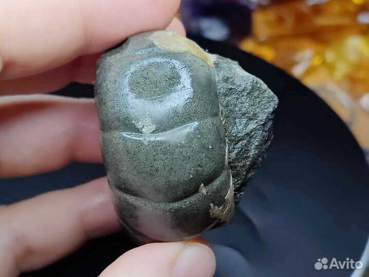 Аммонит Jaubertella