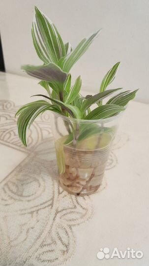 Комнатные растения цветы