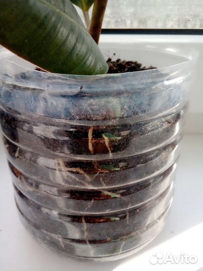 Фикус мелани