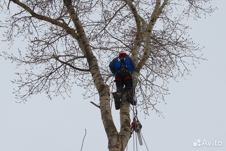 Вырубка,обрезка,спил деревьев, спустить с дерева