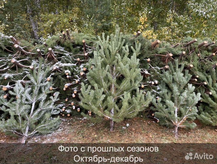 Сосна сентябрьская рождественская опт