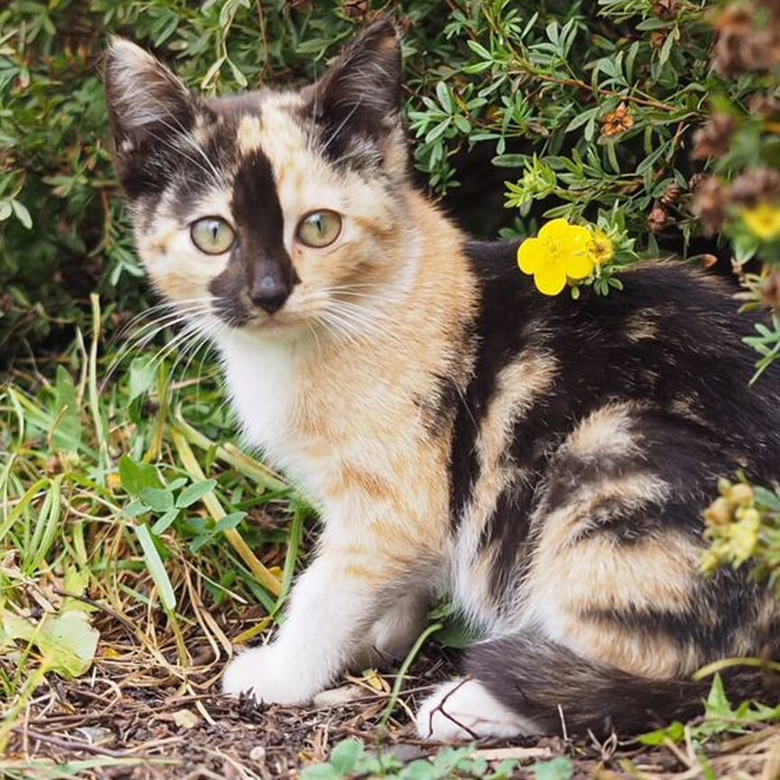 Котята в добрые руки бесплатно