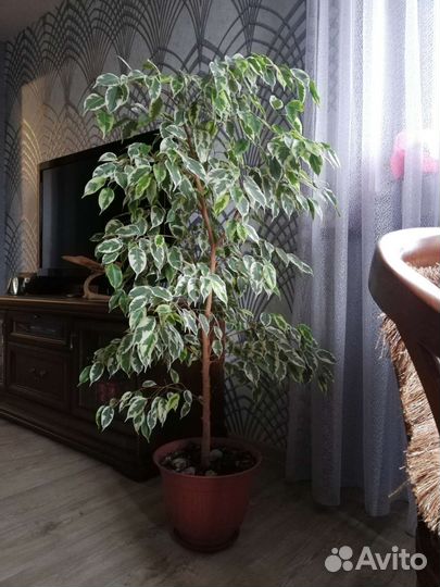 Фикус бенджамина