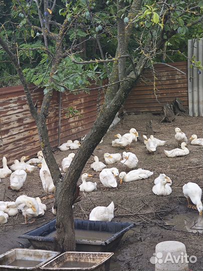 Мясо утки цена за 1 кг