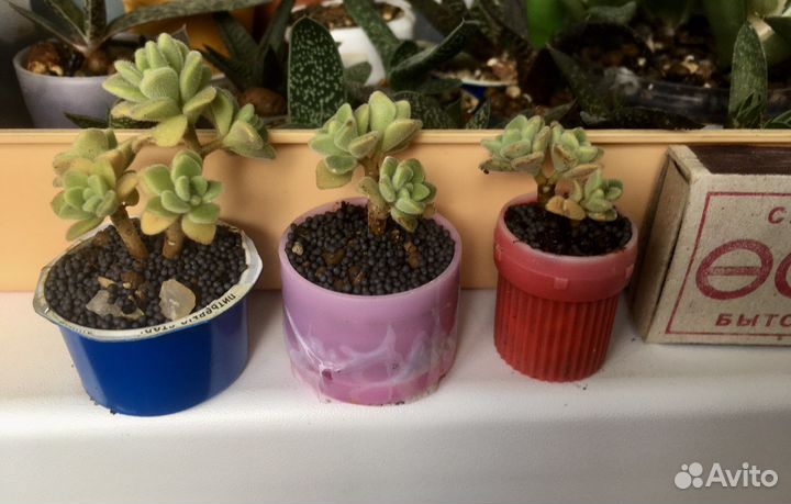 Дерево любви