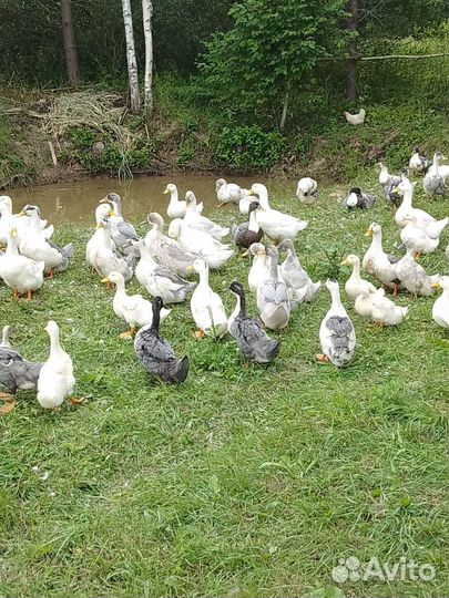 Утка породы голубой фоворит