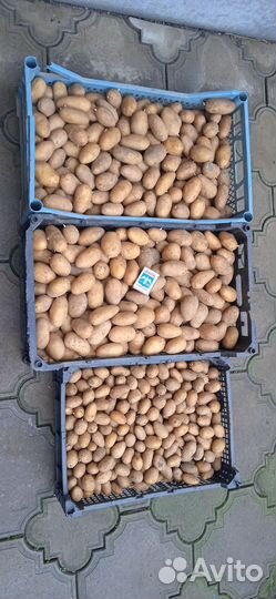 Картофель семенной