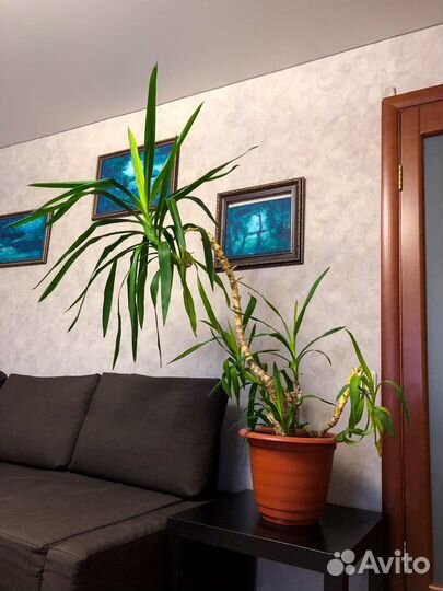 Юкка пальма