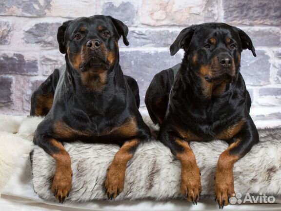 Ротвейлер пара