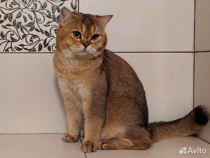 Настоящий Шотландский кот