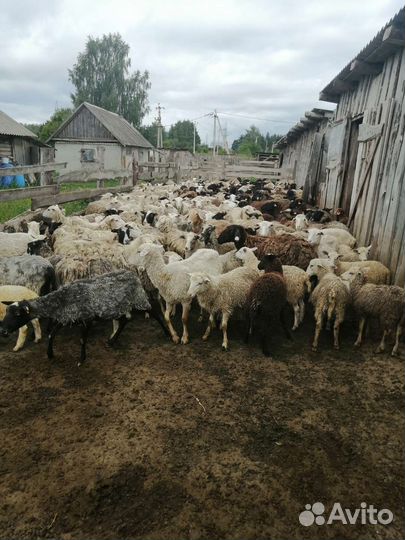 Овцы 120 голов
