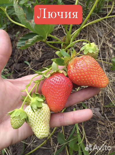 Саженцы (рассада) клубники (самые ранние сорта)